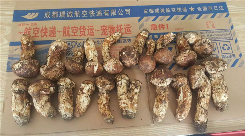 新鮮松茸托運(yùn)