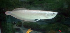 成都觀賞魚(yú)航空托運(yùn)