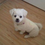 小型犬類